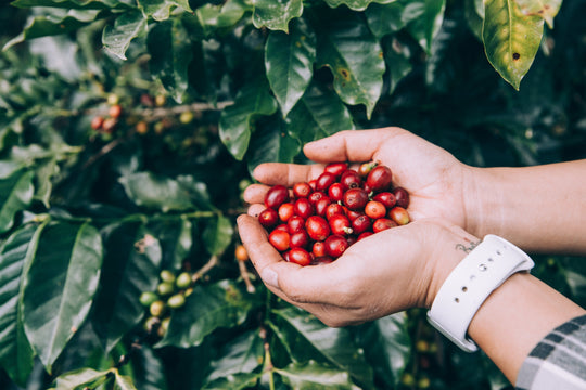 Kaffeeaufbereitung erklärt: Washed vs. Honey vs. Natural