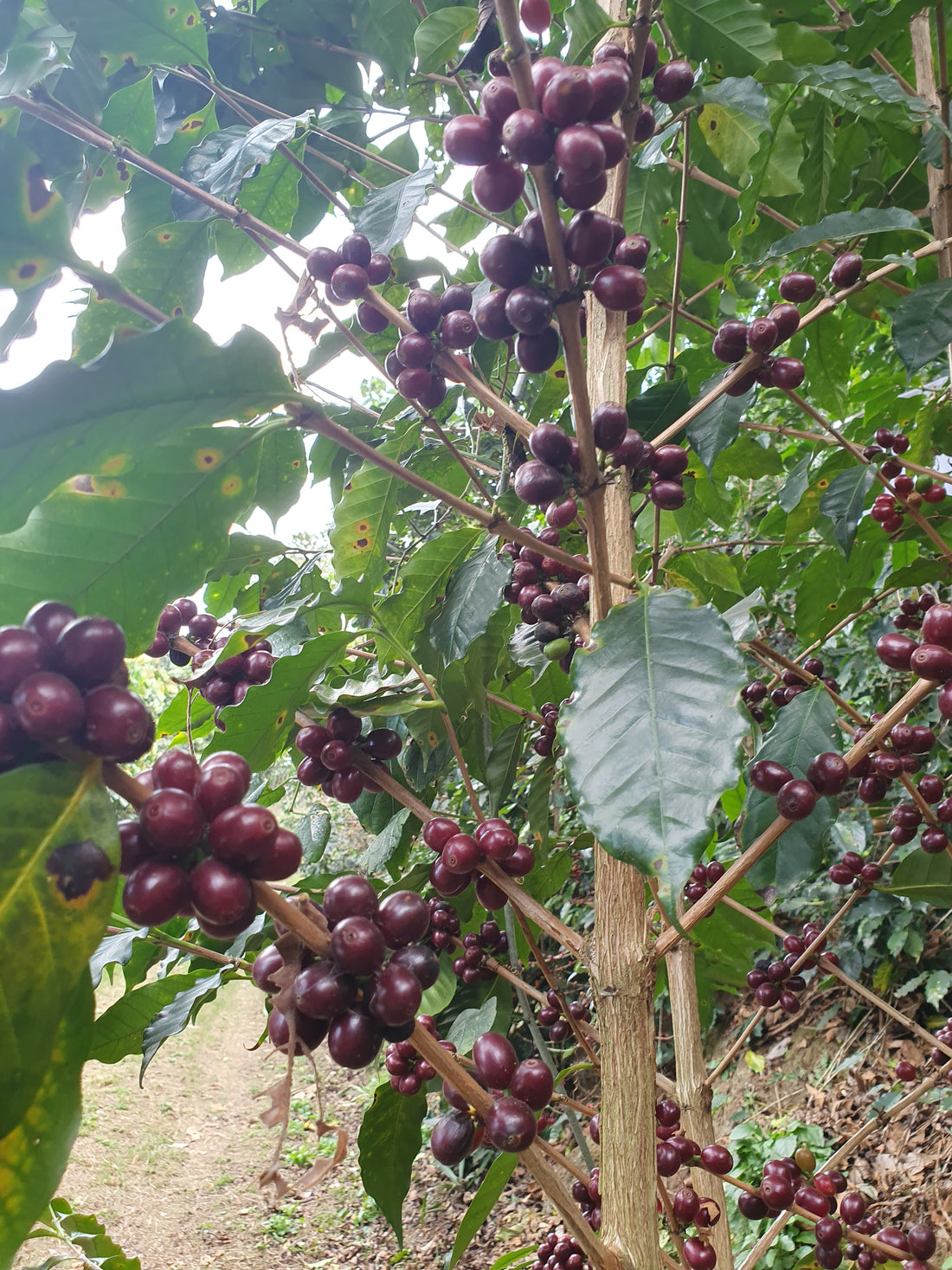 Diamond Bears - Espresso