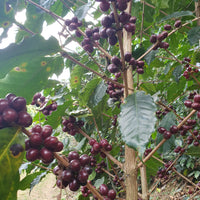 Diamond Bears - Espresso