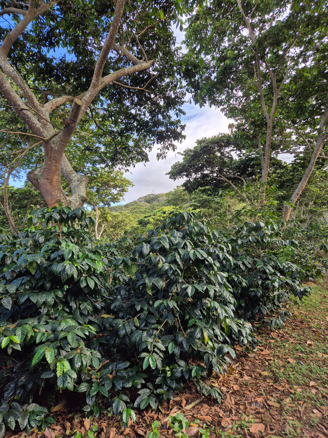 Diamond Bears - Espresso