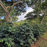 Diamond Bears - Espresso